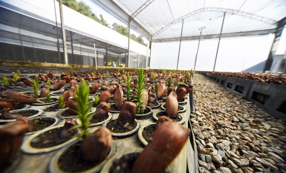 Fotos de mudas cultivadas pelo IAT