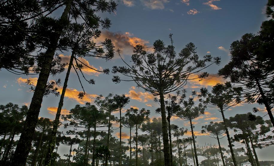 Foto de florestas do Paraná