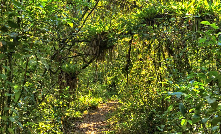 Foto de florestas do Paraná