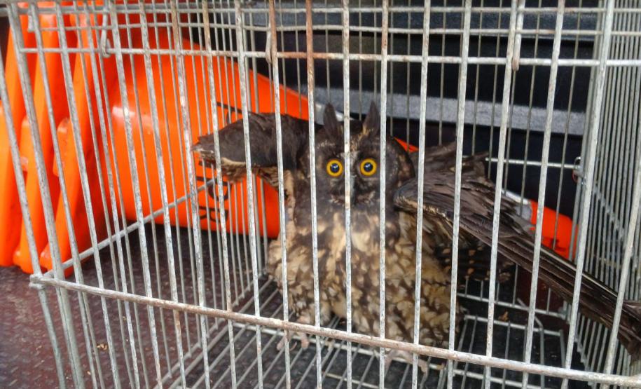 Foto de coruja resgatada pelo IAT