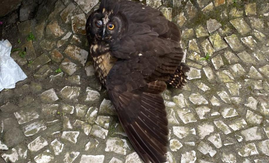 Foto de coruja resgatada pelo IAT