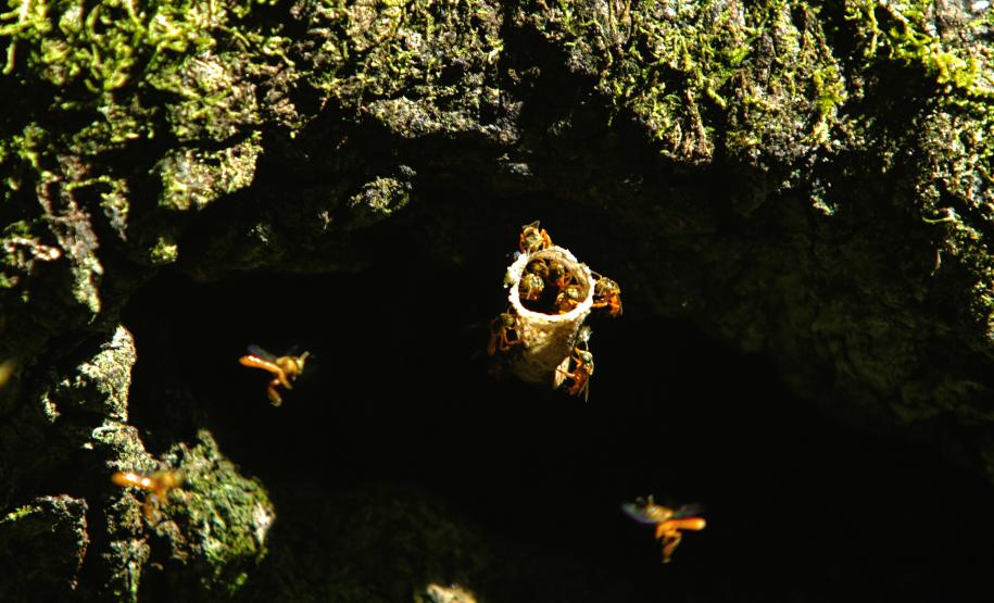 Foto de paisagem natural do Paraná