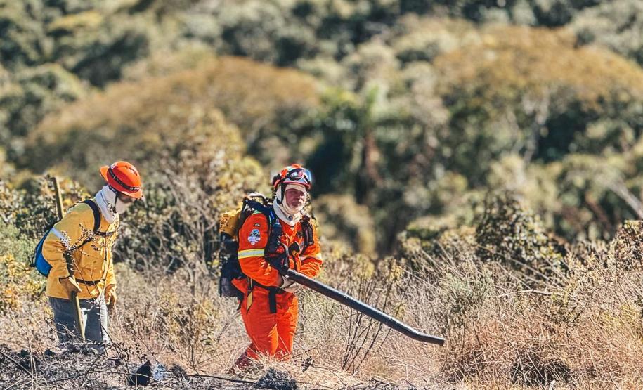 Dia do Voluntário: programas do IAT reúnem 1.594 pessoas em prol da preservação ambiental
