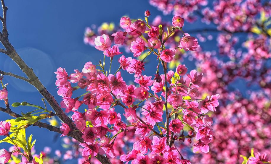 Foto de mudas plantadas pelo IAT