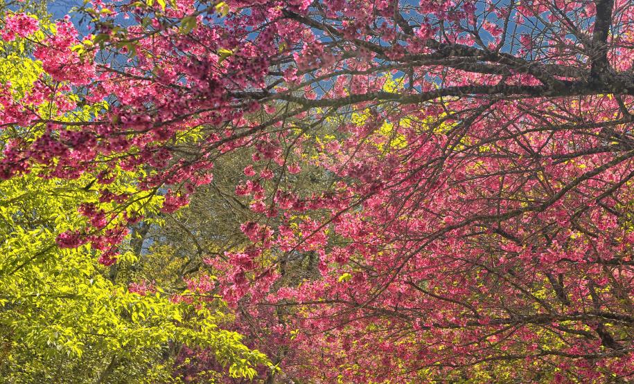 Foto de mudas plantadas pelo IAT