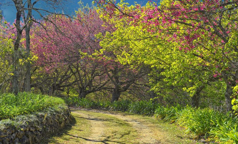 Foto de mudas plantadas pelo IAT