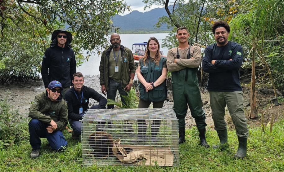 Foto de soltura do bugio