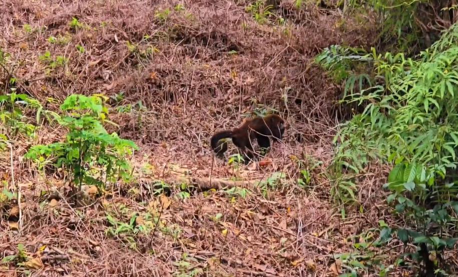 Foto de soltura do bugio