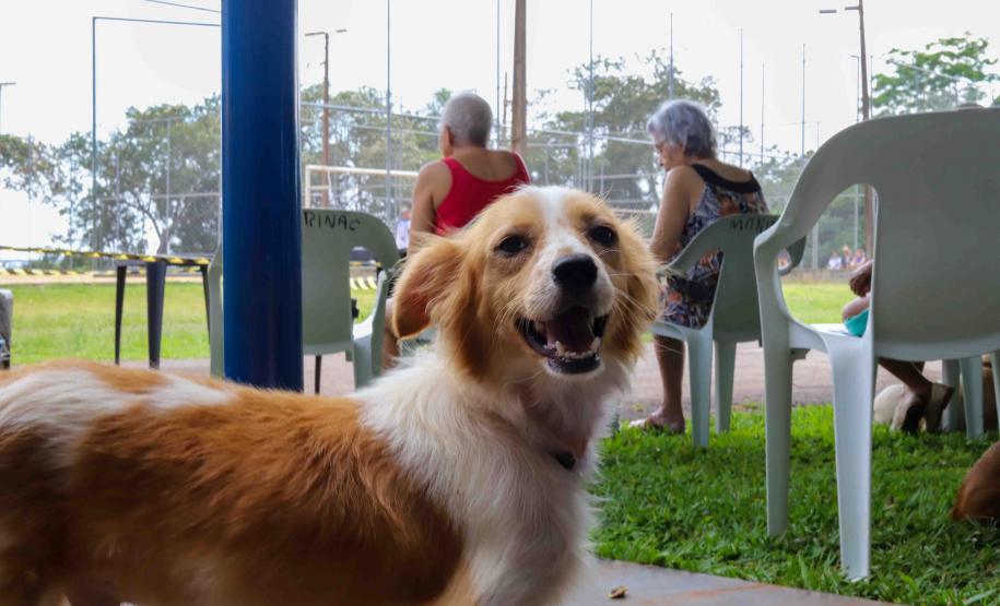 CastraPet retorna à Ilha do Mel com mutirão extra de castração para cães e gatos