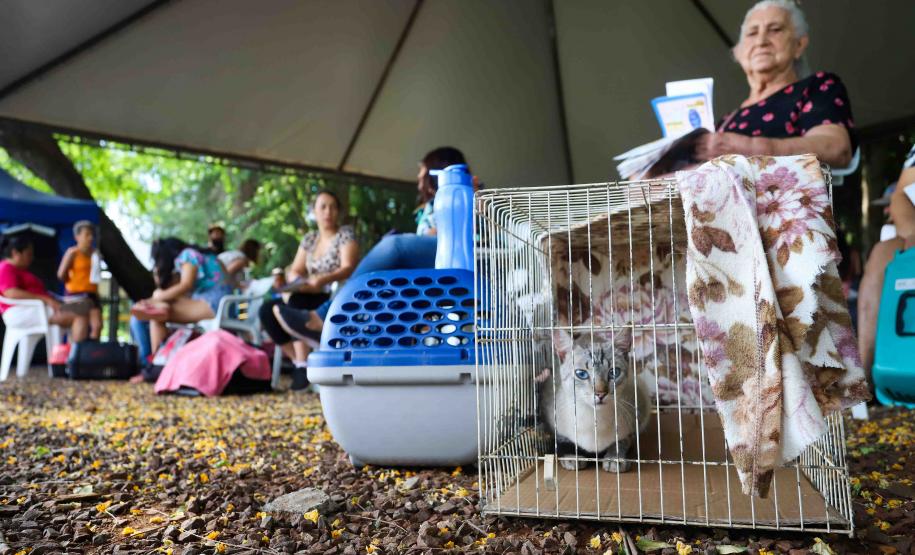 CastraPet retorna à Ilha do Mel com mutirão extra de castração para cães e gatos