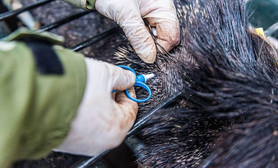 Parceria entre IAT e criadouro repovoou Parque das Lauráceas com mais de 500 animais