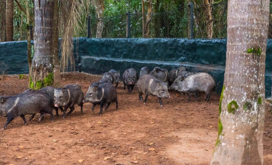 Parceria entre IAT e criadouro repovoou Parque das Lauráceas com mais de 500 animais