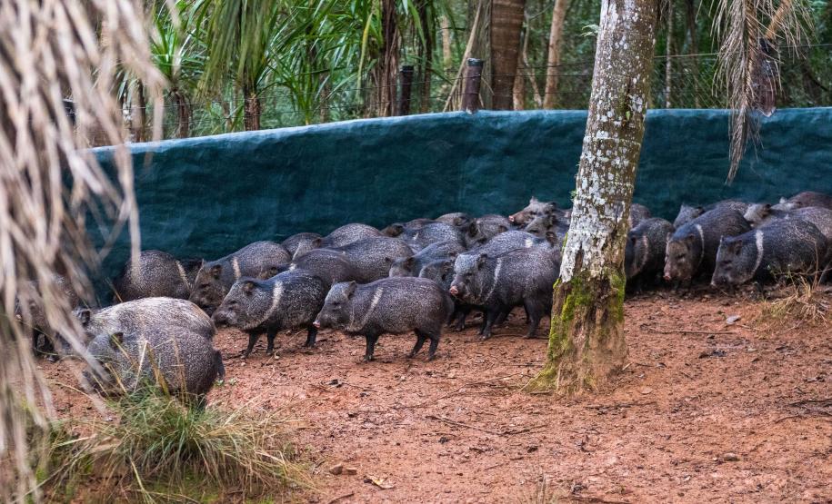 Parceria entre IAT e criadouro repovoou Parque das Lauráceas com mais de 500 animais