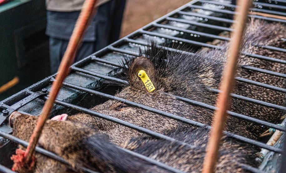 Parceria entre IAT e criadouro repovoou Parque das Lauráceas com mais de 500 animais