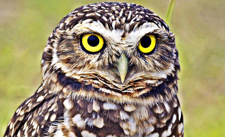 Dia Nacional de Defesa da Fauna Silvestre: veja cinco ações para proteger os animais