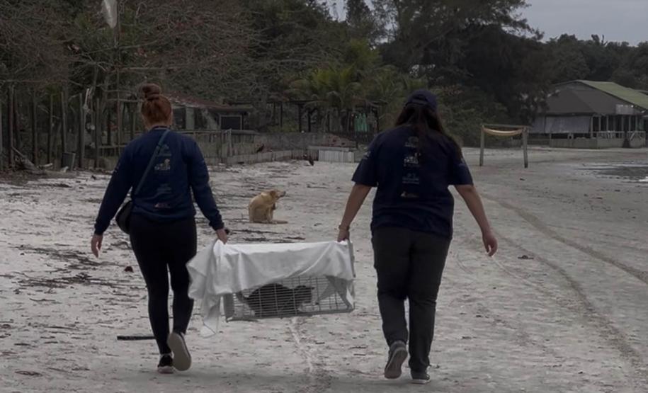 Passagem extra do CastraPet Paraná pela Ilha do Mel beneficia 102 animais