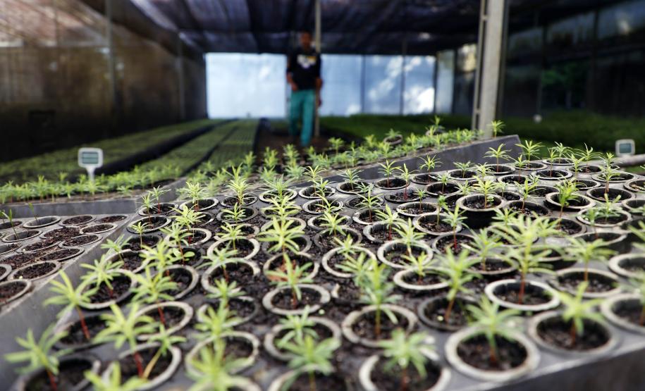Foto de mudas plantadas pelo IAT