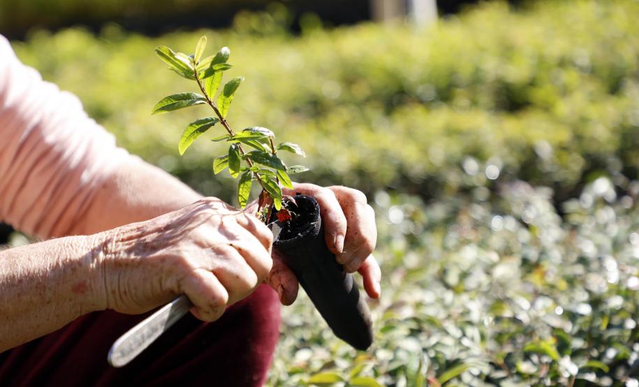 Foto de mudas plantadas pelo IAT