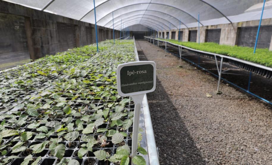 200 mil mudas por ano: Estado inaugura novas instalações do viveiro florestal de Ibiporã