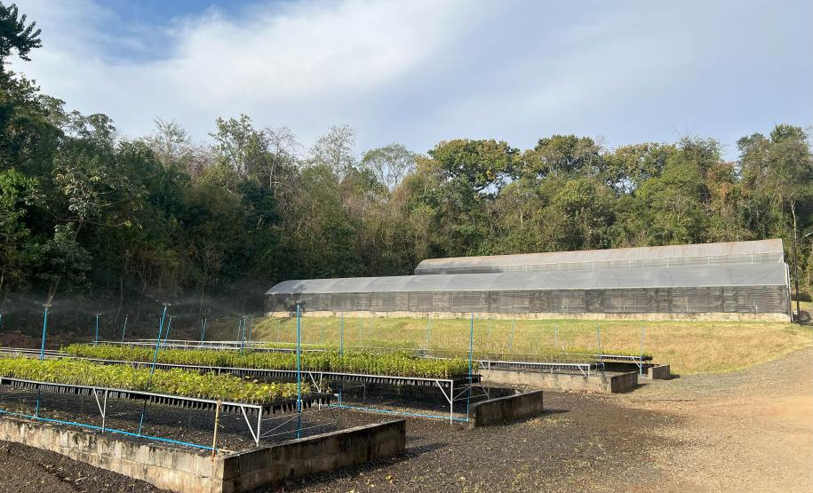 200 mil mudas por ano: Estado inaugura novas instalações do viveiro florestal de Ibiporã