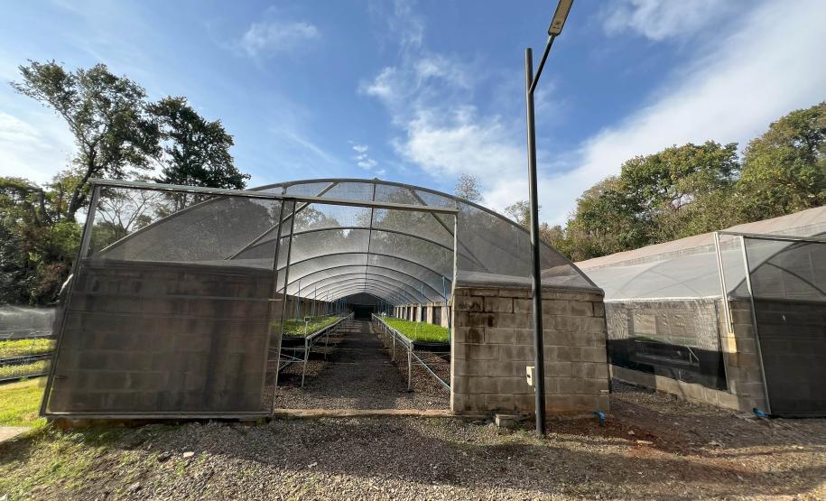 200 mil mudas por ano: Estado inaugura novas instalações do viveiro florestal de Ibiporã