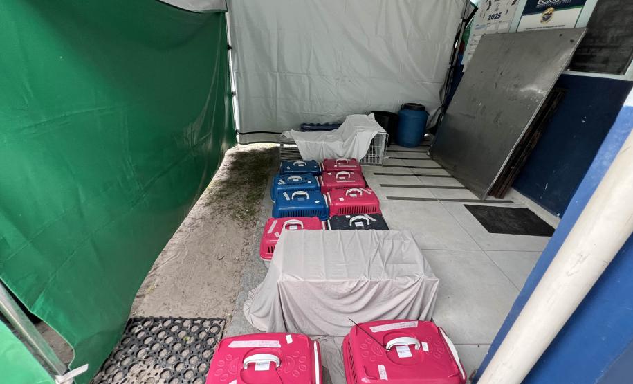 Passagem extra do CastraPet Paraná pela Ilha do Mel beneficia 102 animais