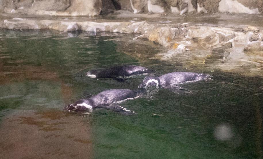 Portos do Paraná investe em manutenção e reforma do Aquário de Paranaguá