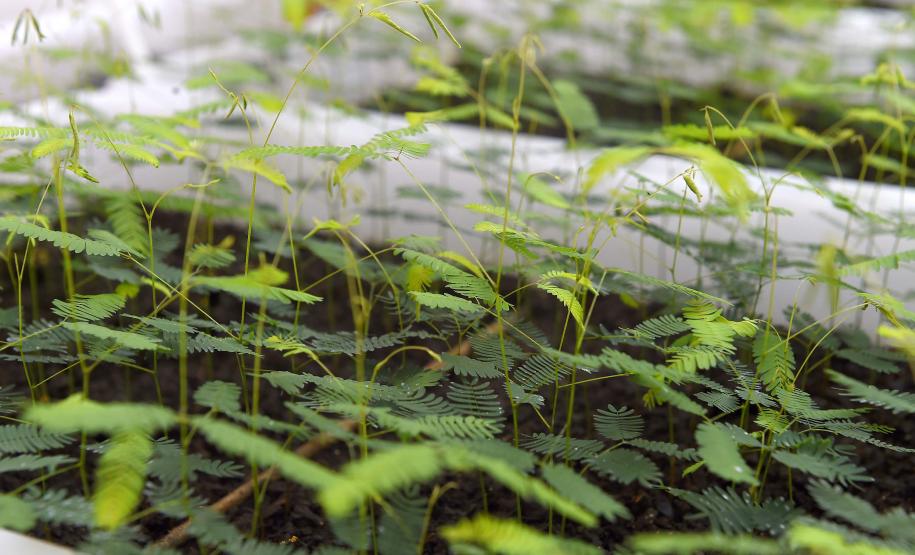 Foto de mudas plantadas pelo IAT