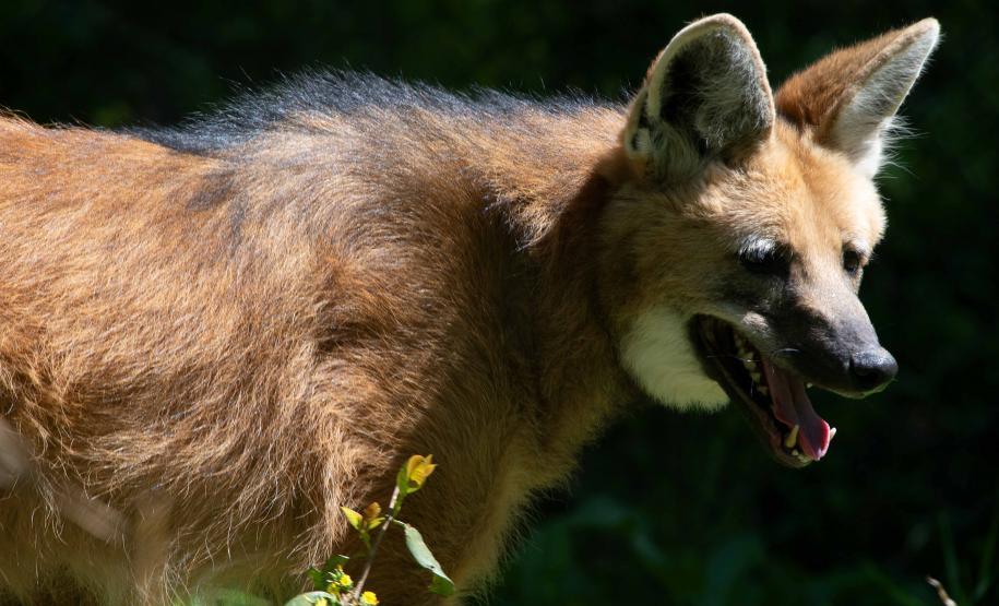 Dia Nacional de Defesa da Fauna Silvestre: veja cinco ações para proteger os animais