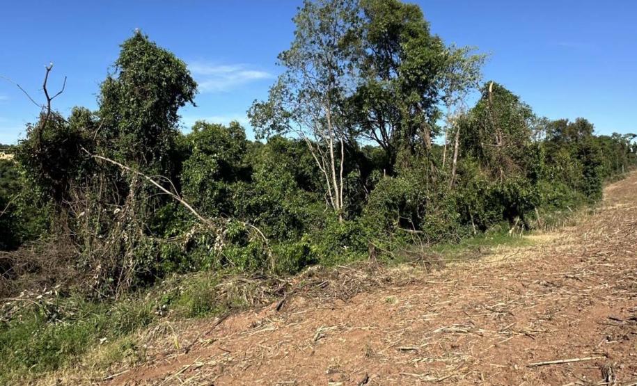 IAT aplica R$ 2,9 milhões em multas ambientais durante a Operação Mata Atlântica em Pé