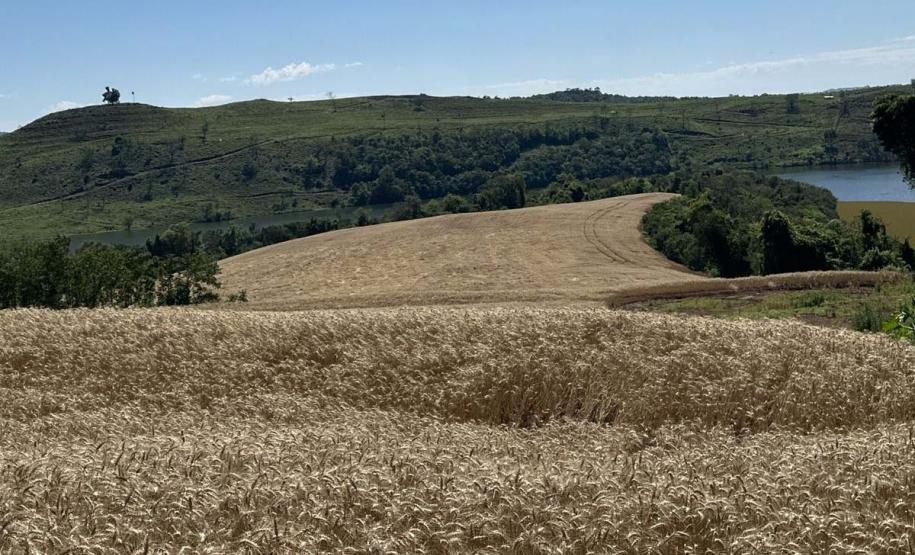 IAT aplica R$ 2,9 milhões em multas ambientais durante a Operação Mata Atlântica em Pé