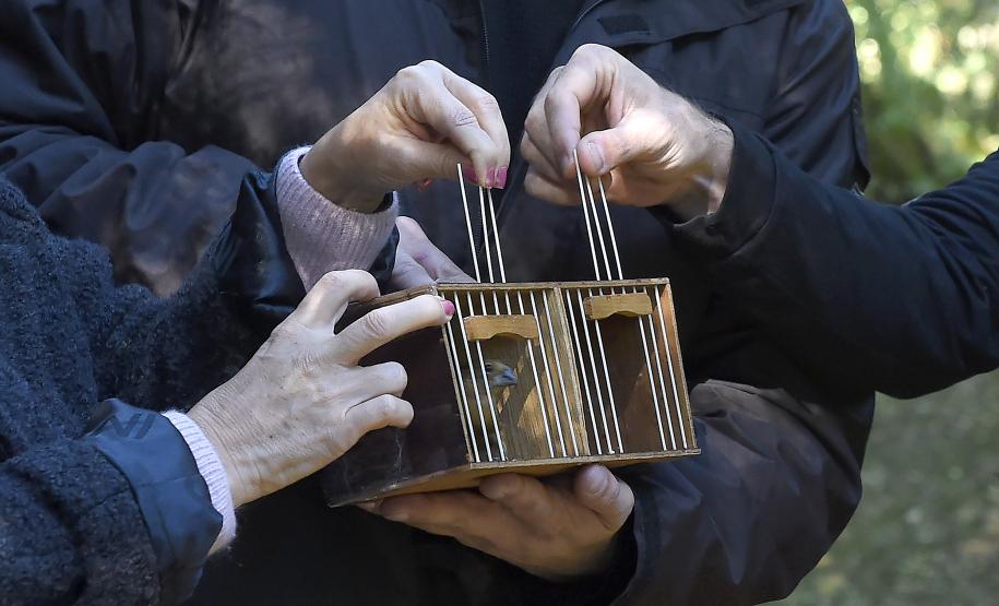 Foto de ave paranaense senso devolvida à natureza