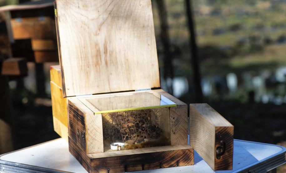 Fotos de abelhas do Poliniza