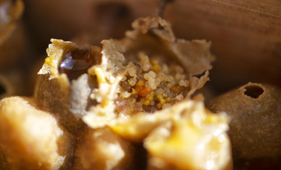 Fotos de abelhas do Poliniza