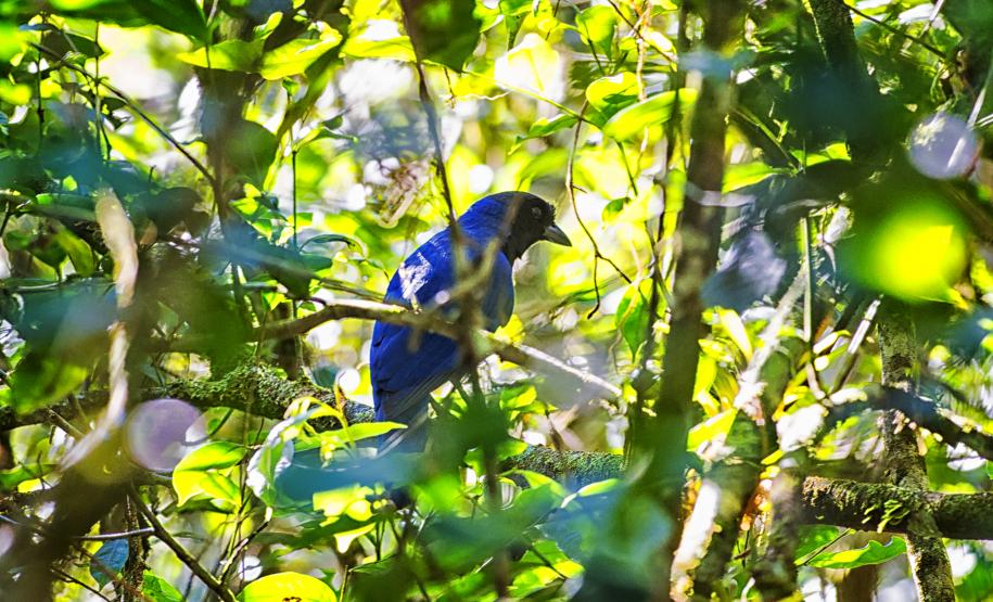 Foto de ave paranaense