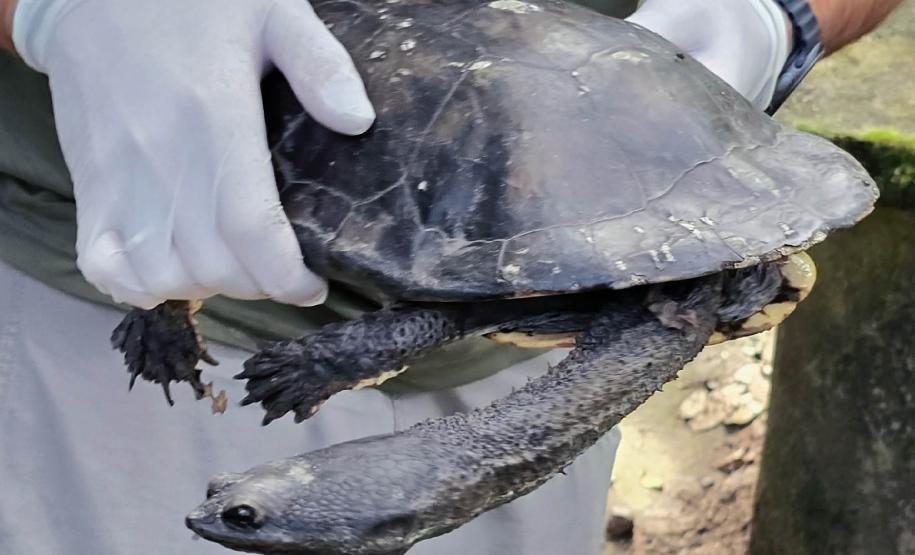Após longa recuperação, cágado-pescoço-de-cobra retorna à natureza