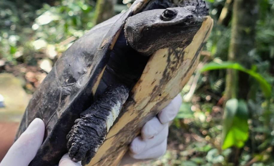 Após longa recuperação, cágado-pescoço-de-cobra retorna à natureza