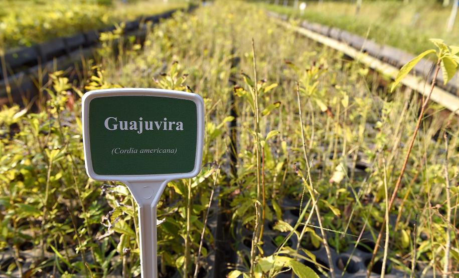 Foto de mudas plantadas pelo IAT