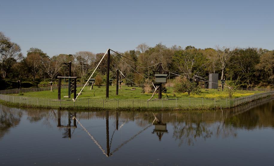 Foto dos macacos em recinto do Zoológico de Curitiba