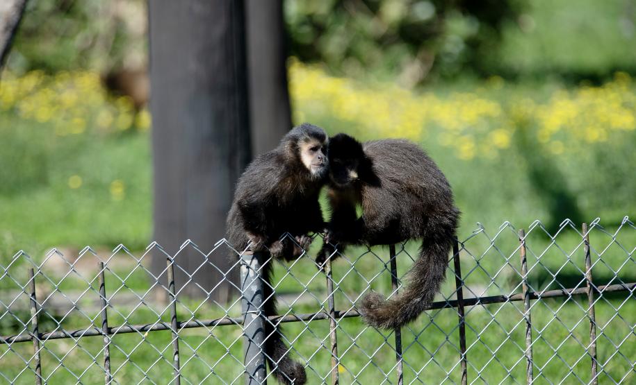 Foto dos macacos em recinto do Zoológico de Curitiba