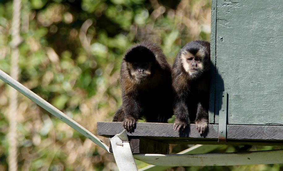 Foto dos macacos em recinto do Zoológico de Curitiba