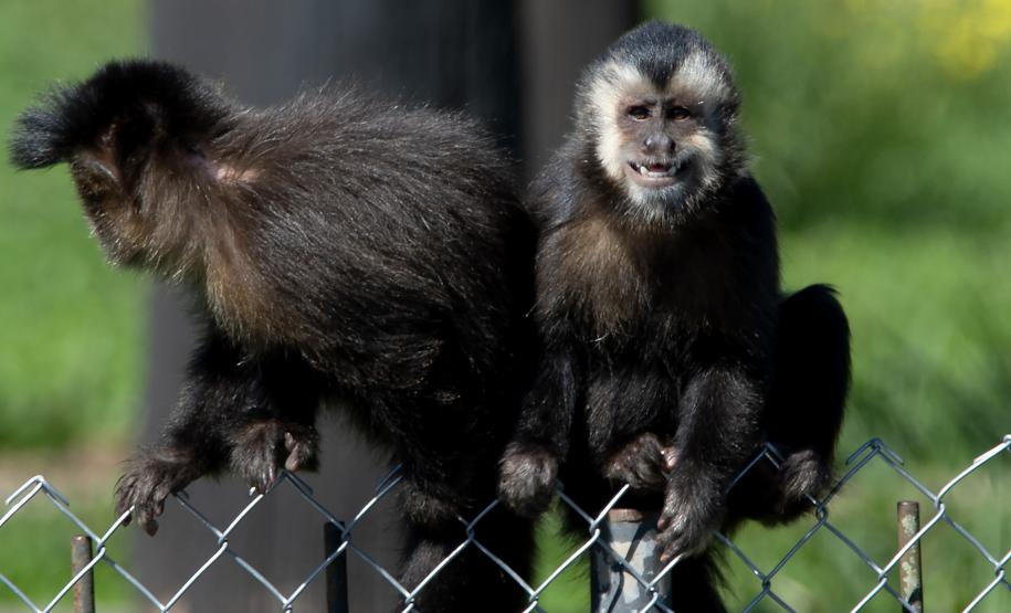 Foto dos macacos em recinto do Zoológico de Curitiba