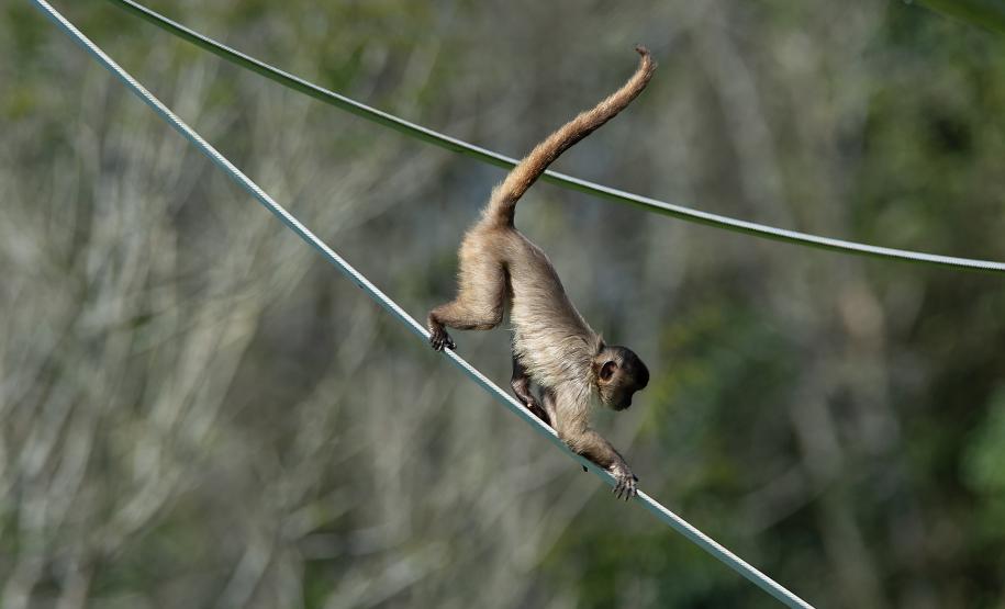 Foto dos macacos em recinto do Zoológico de Curitiba