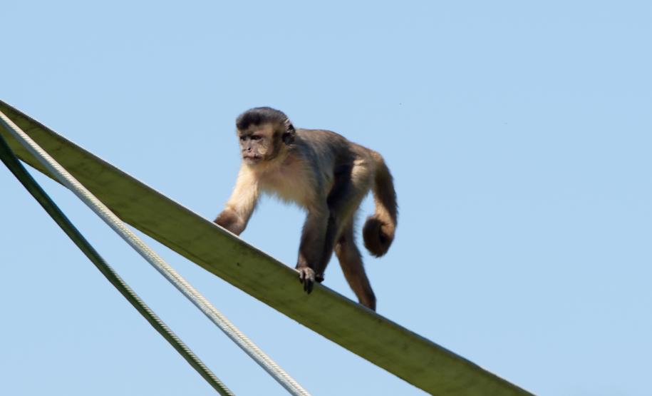 Foto dos macacos em recinto do Zoológico de Curitiba