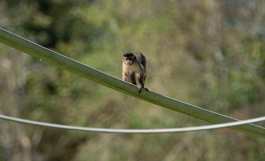 Foto dos macacos em recinto do Zoológico de Curitiba