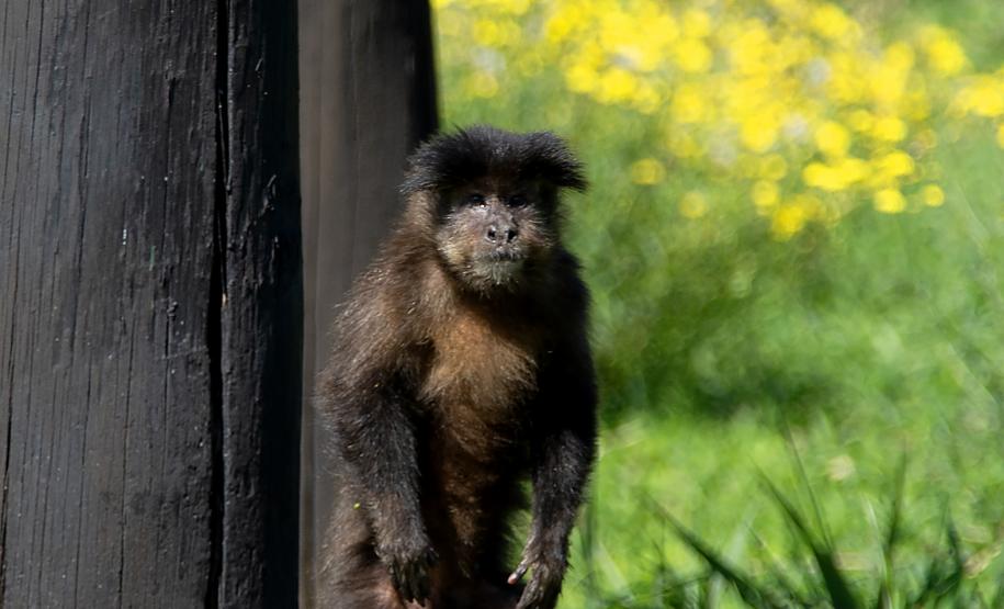 Foto dos macacos em recinto do Zoológico de Curitiba
