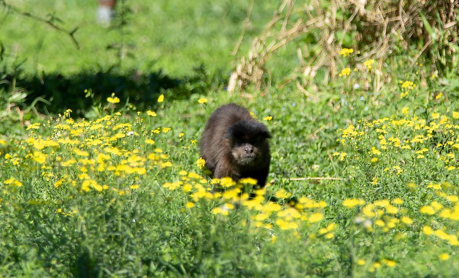 Foto dos macacos em recinto do Zoológico de Curitiba