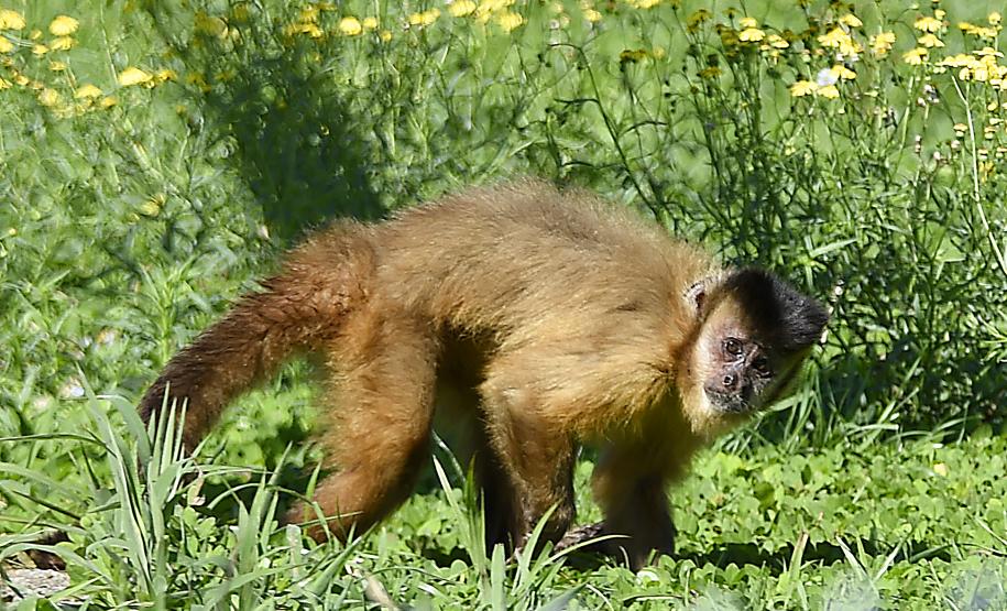 Foto dos macacos em recinto do Zoológico de Curitiba