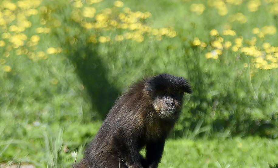 Foto dos macacos em recinto do Zoológico de Curitiba