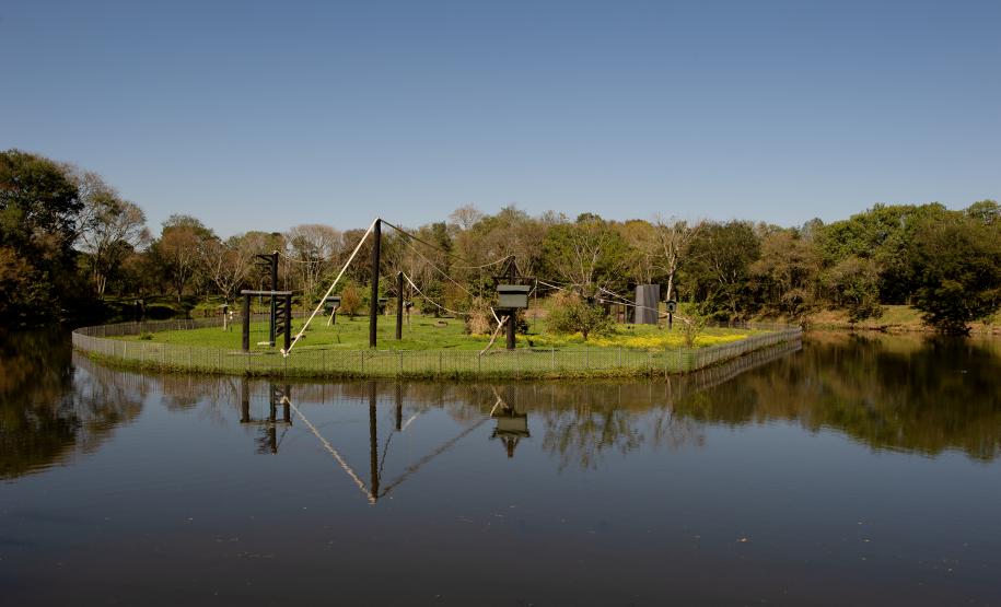 Foto dos macacos em recinto do Zoológico de Curitiba